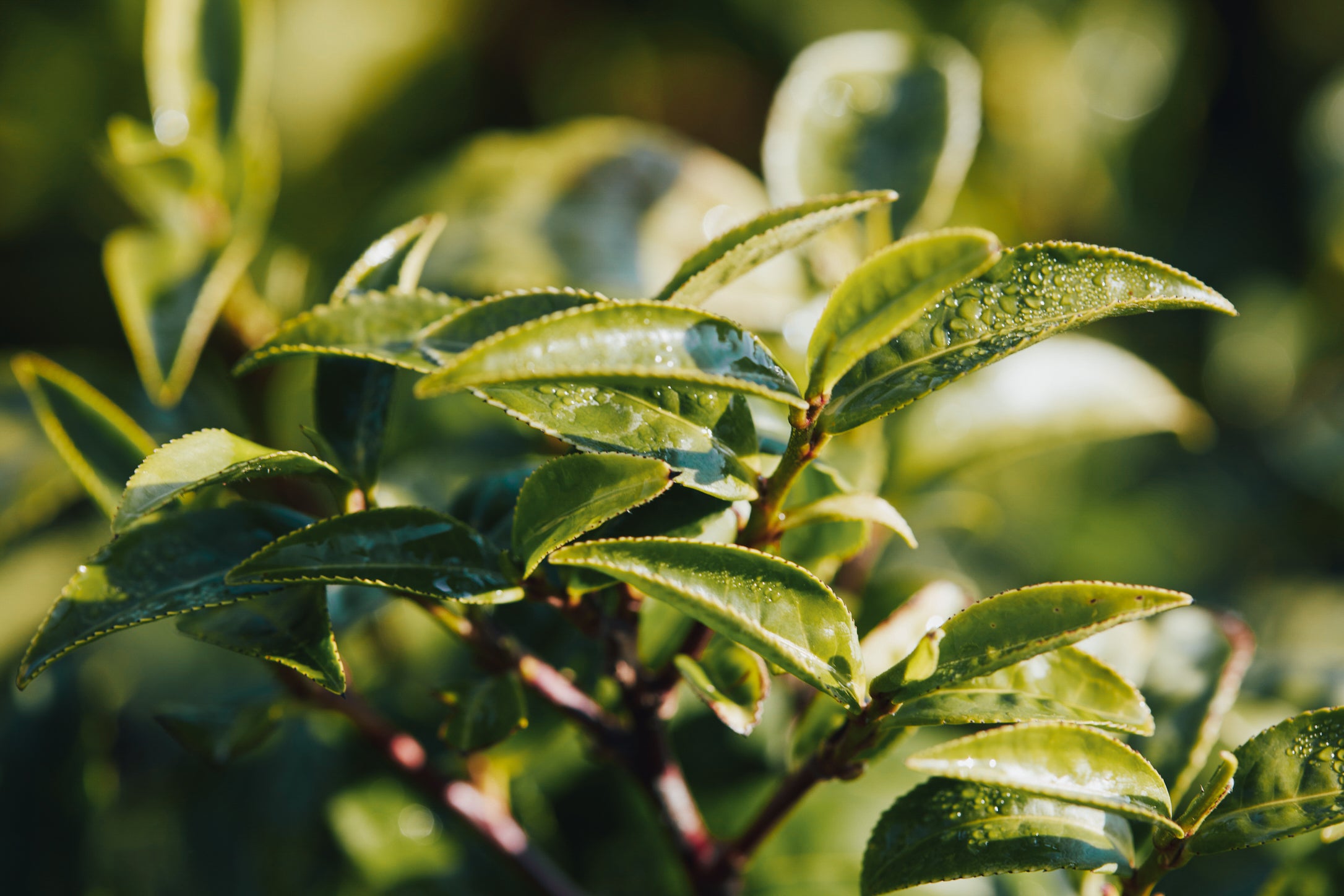 Atelier Composez votre recette de thé naturel  - Samedi 8 Novembre