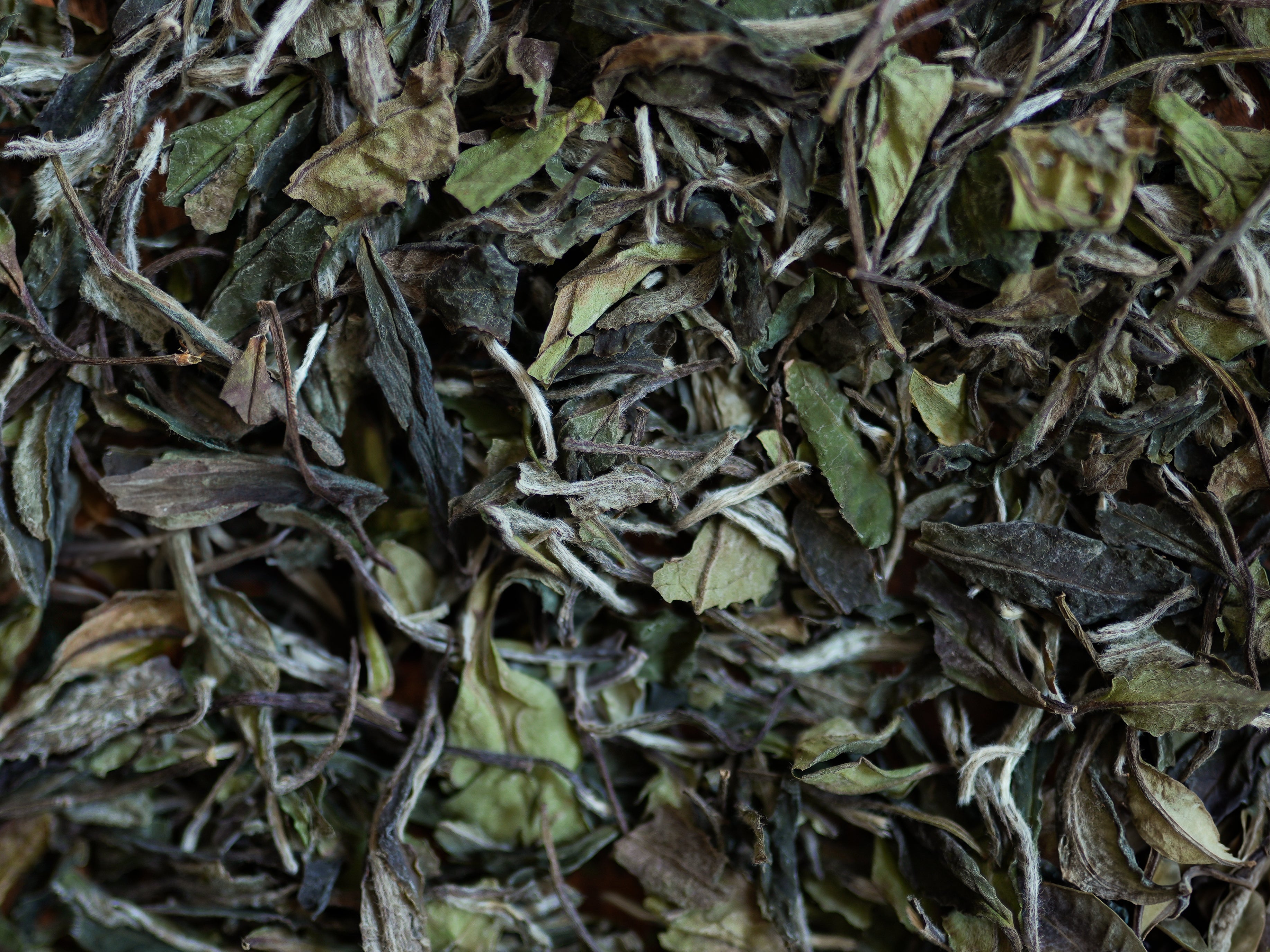 N°1 : Thé blanc Pai Mu Tan