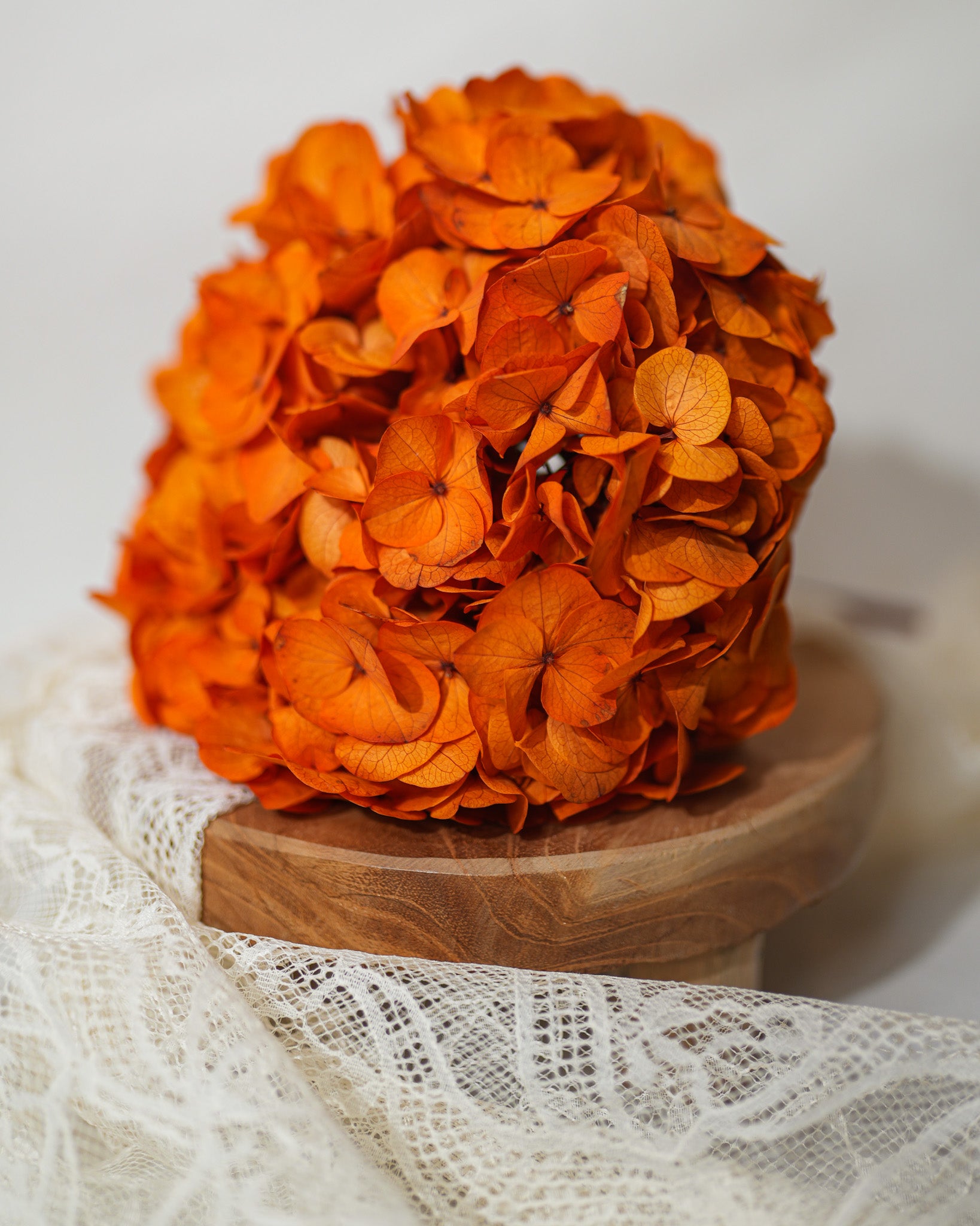 Hortensia stabilisé - Orange  (Gros pétales)