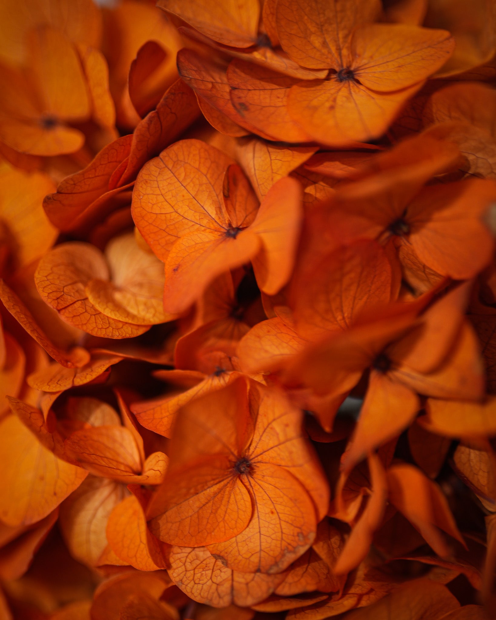 Hortensia stabilisé - Orange  (Gros pétales)