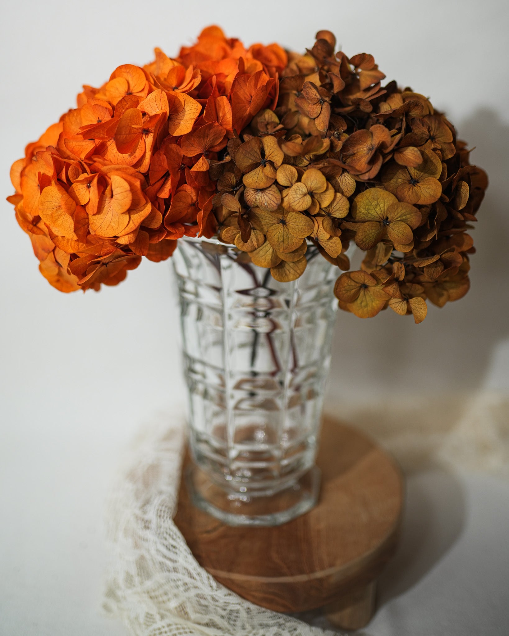 Hortensia stabilisé  (Gros pétales)