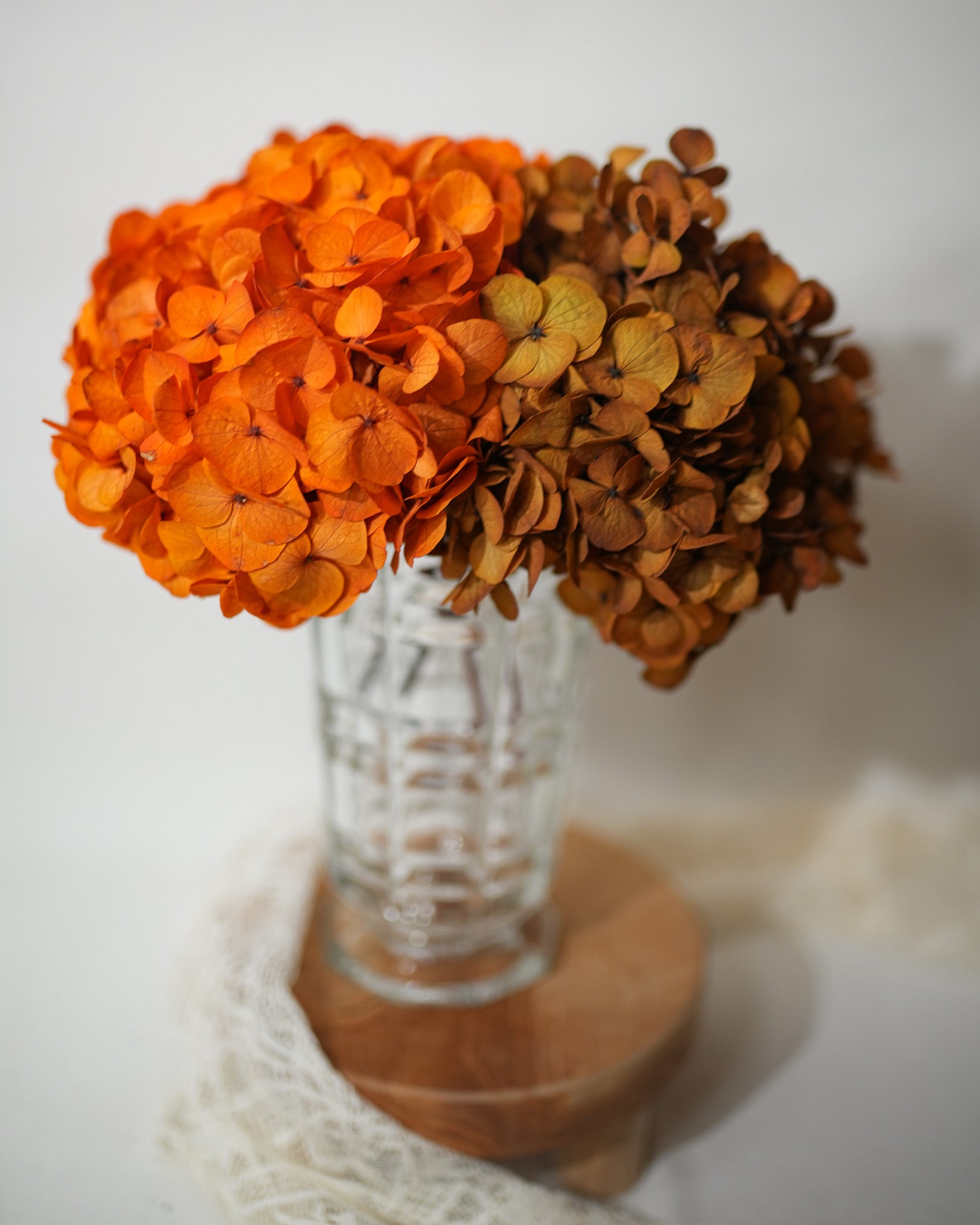 Hortensia stabilisé - Orange  (Gros pétales)