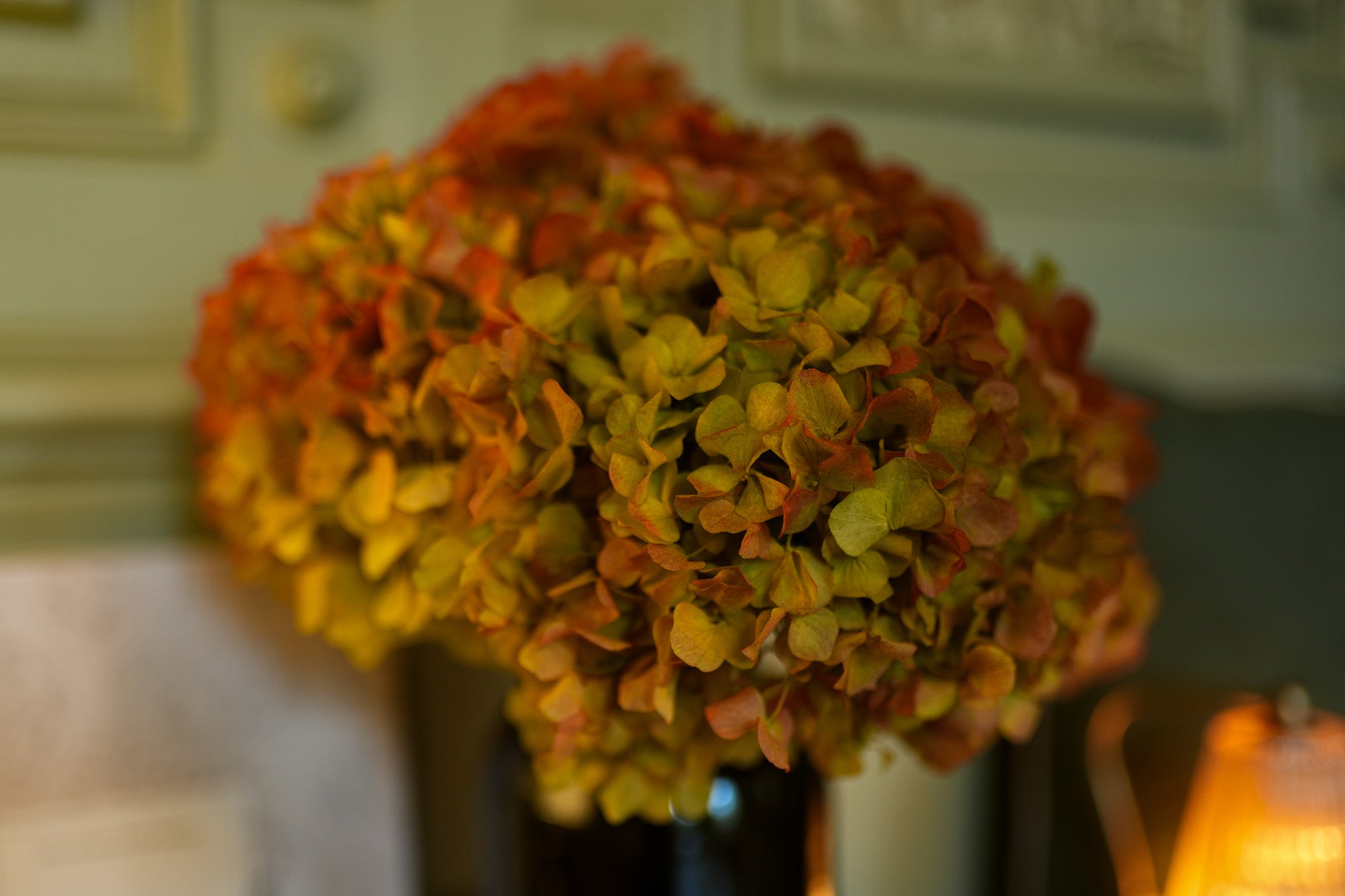 Bouquet d'hortensias stabilisés - Orange