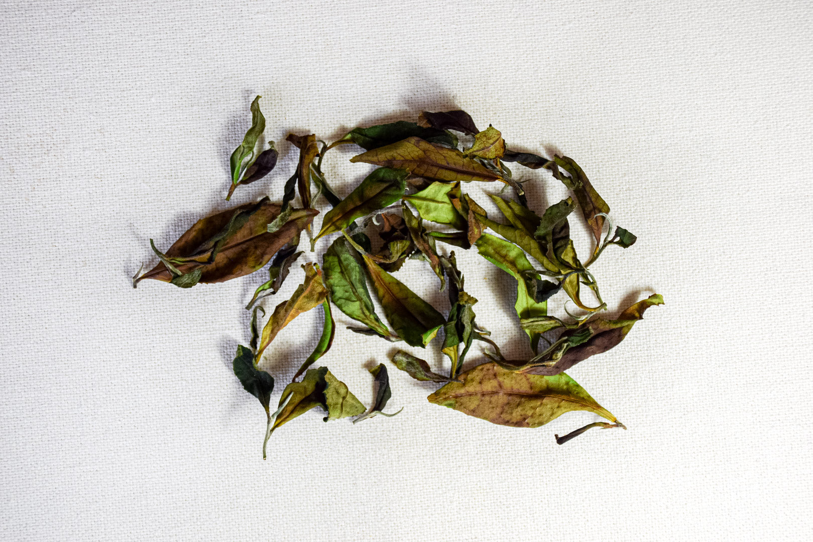 Thé blanc breton de Moëlan-sur-mer - 2024