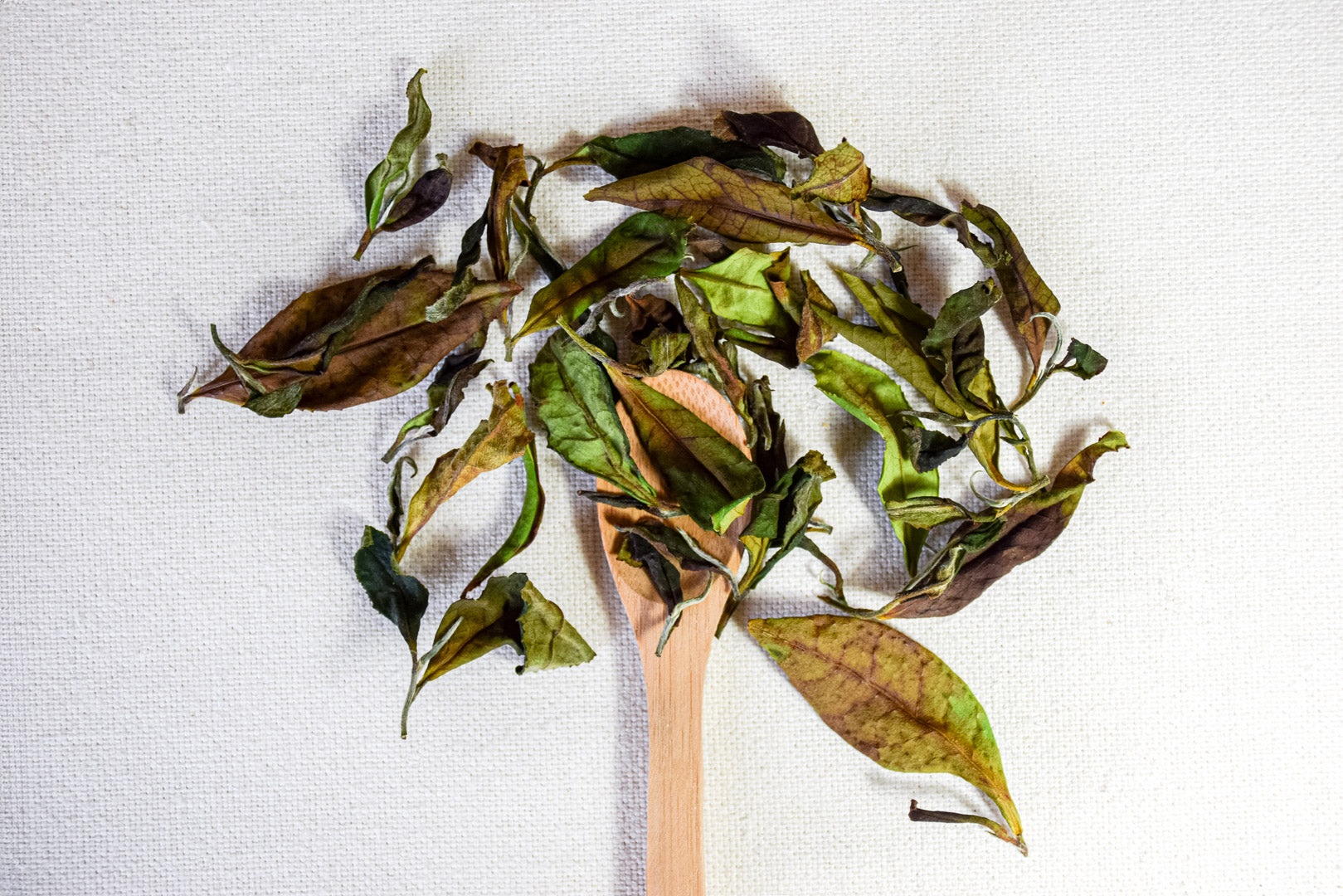 Thé blanc breton de Moëlan-sur-mer - 2024