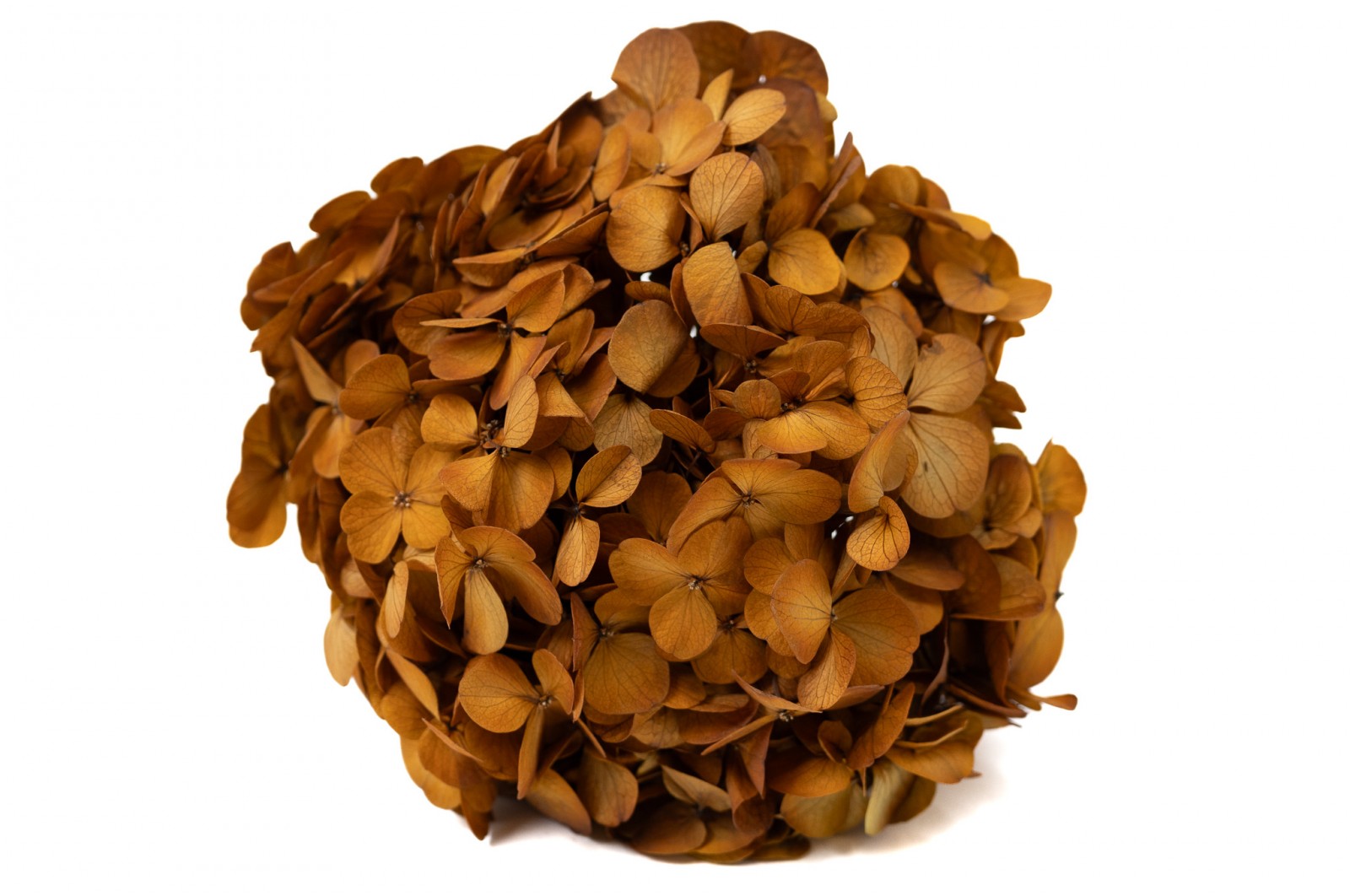 Hortensia stabilisé  (Gros pétales)