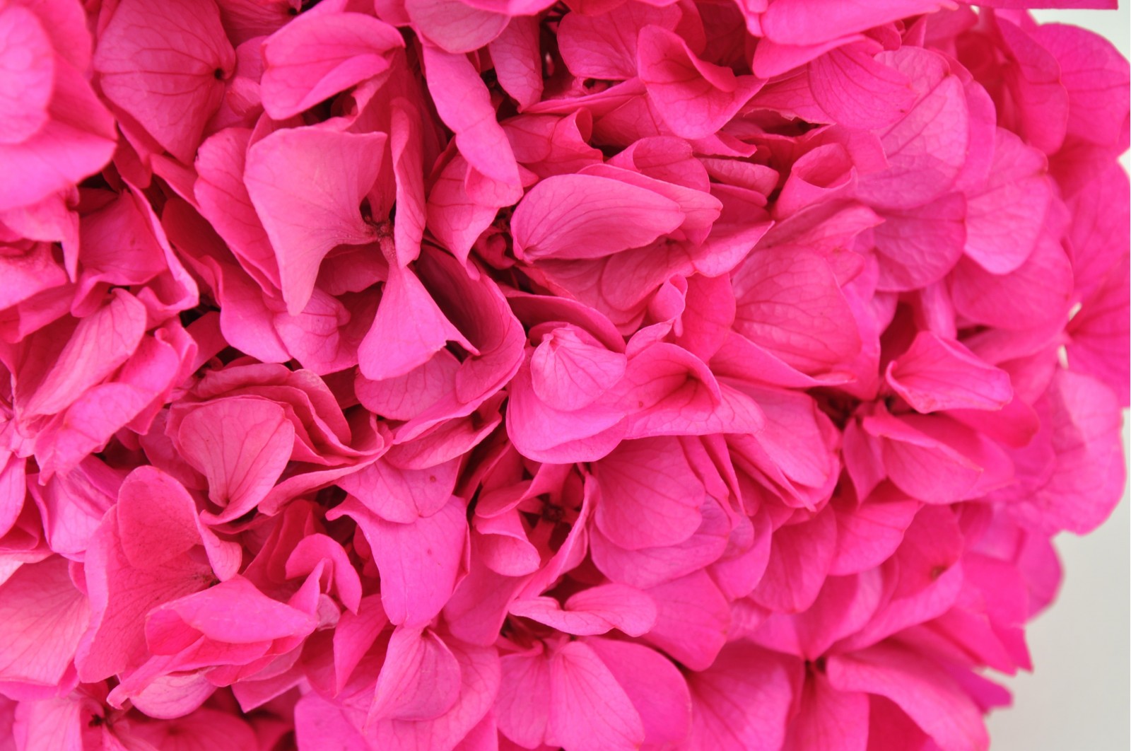 Hortensia stabilisé  (Gros pétales)